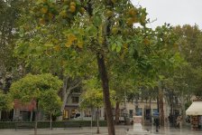 s110 plaza nueva